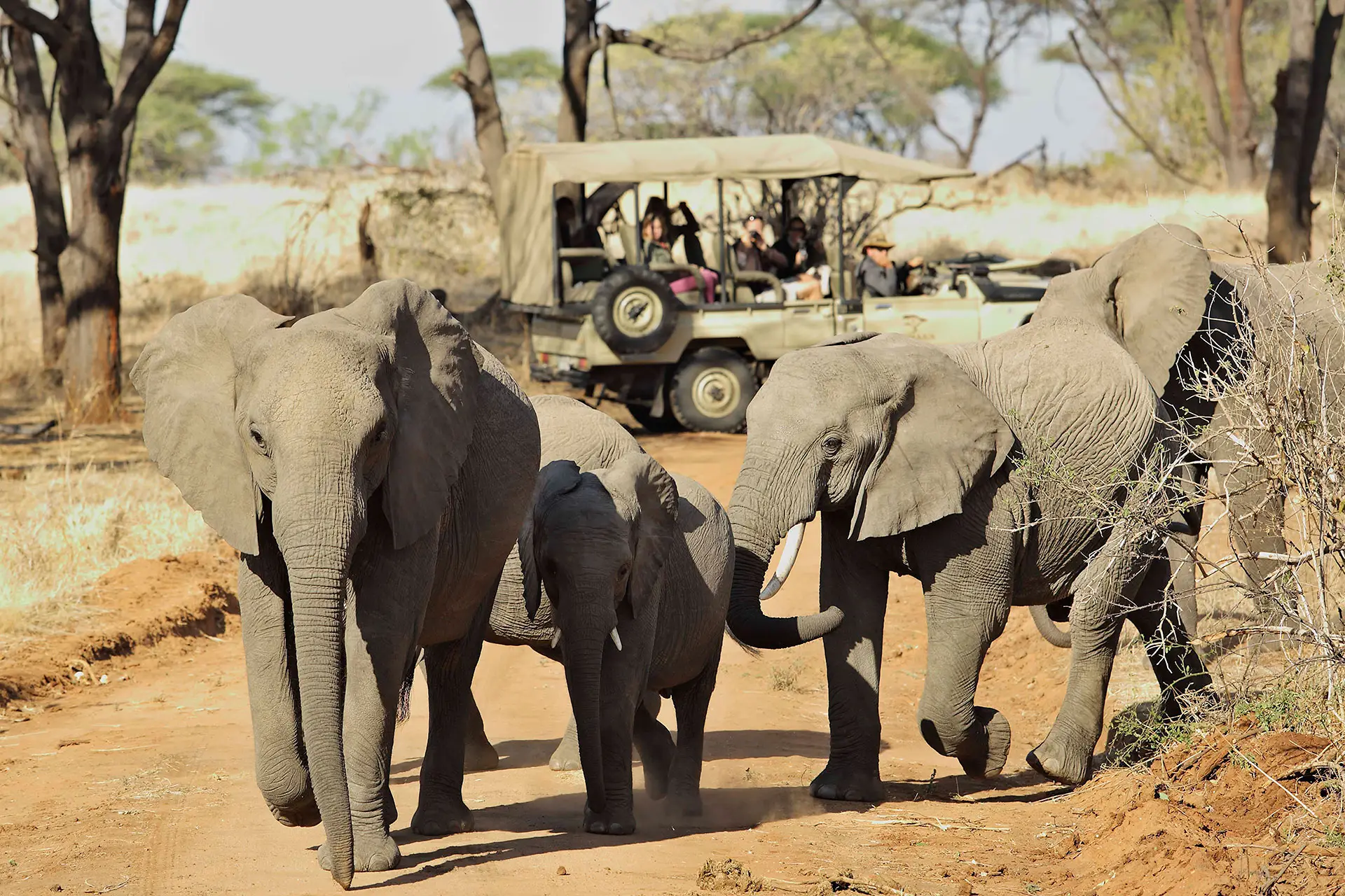 7 Days Wild At Heart In Southern Tanzania