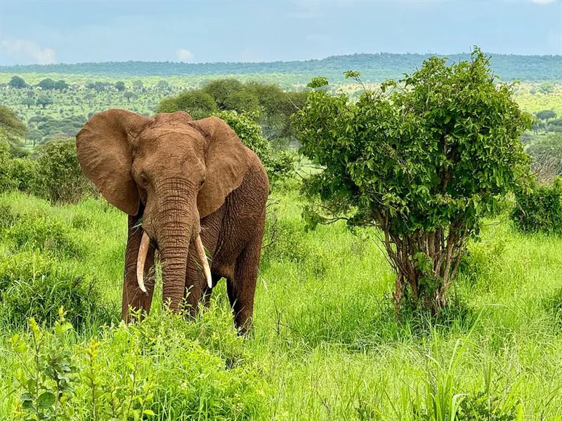 3-Day Ngorongoro Crater, Tarangire & Manyara