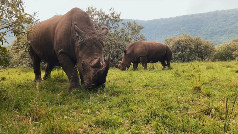 6 Days Kilimanjaro to Ngorongoro Safari Mountain Views, Forest Hikes, Tarangire Elephants and Crater Wildlife