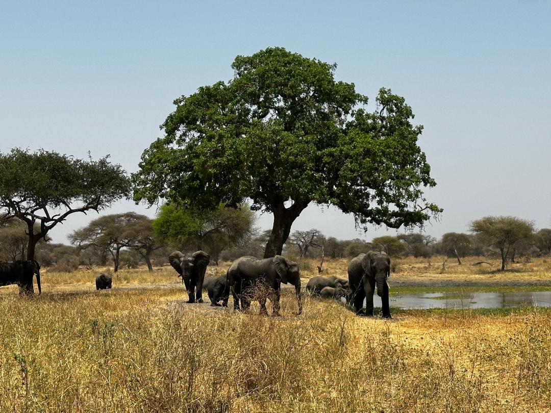 7 Days of Wildlife Wonders: From Tarangire’s Giants to the Endless Serengeti Plains