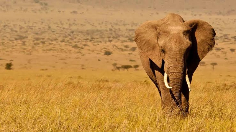 3- Day Luxury Fly in Serengeti, Fly out from Arusha