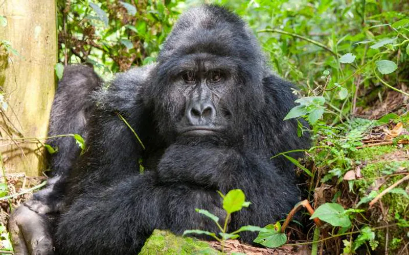 5 Day Camping Best Primate Safari in Uganda
