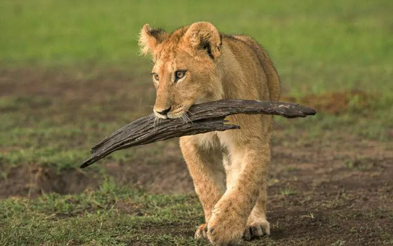 6 Days Kenya Adventure Safaris