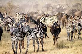 3 Days Safari Serengeti Package