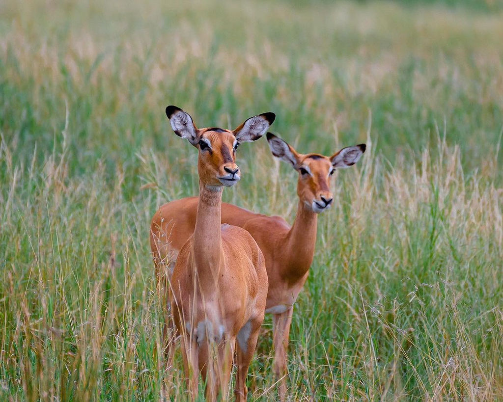 6 days unforgettable Trip Explore the Beauity of Tanzania