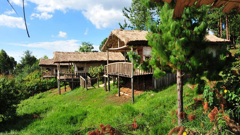 Gorilla Mist Camp