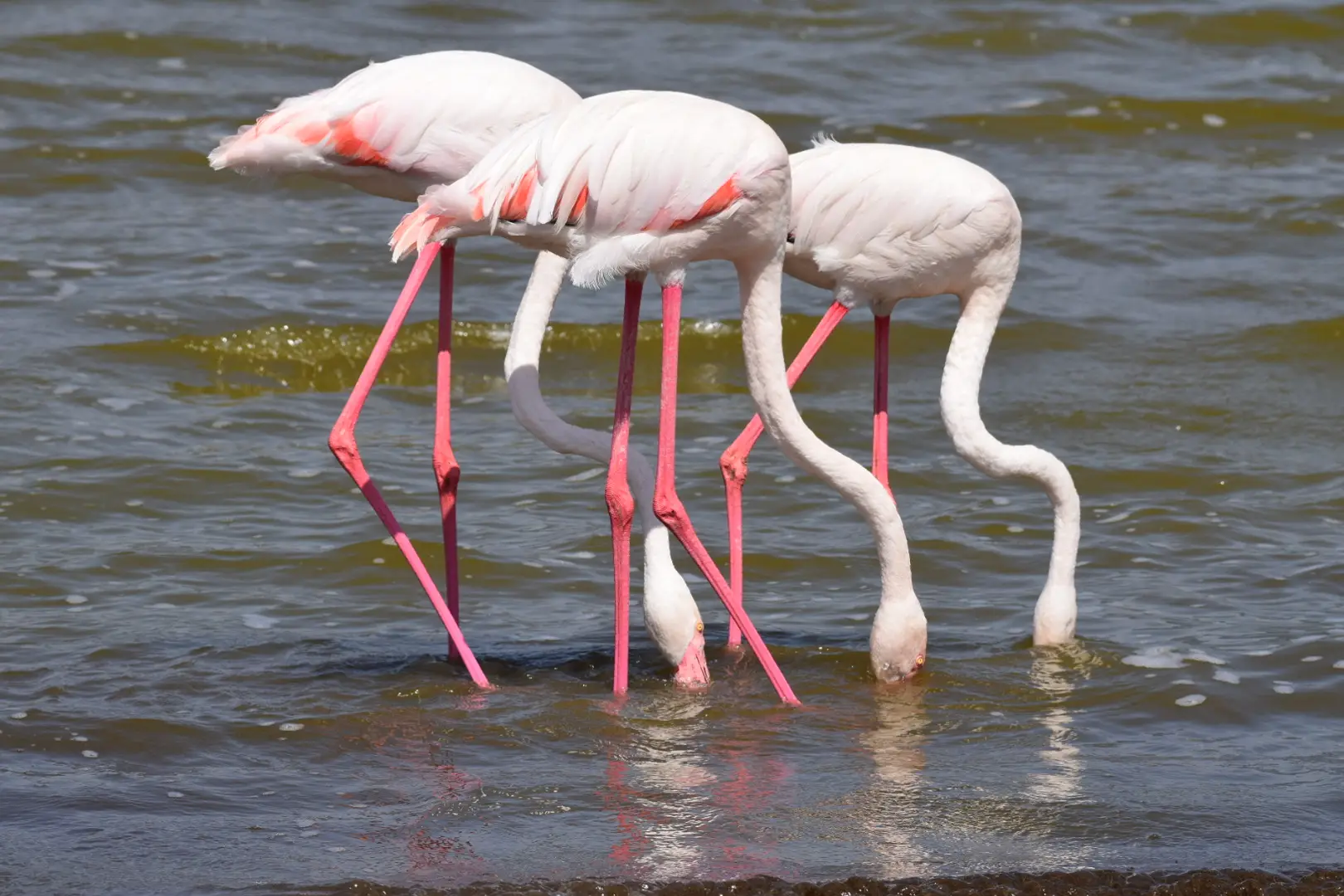 6-Day Tarangire, Serengeti and Ngorongoro Crater Midrange Safari