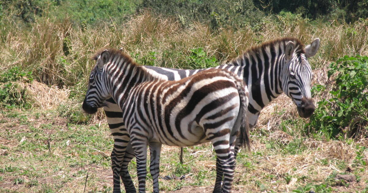 5 DAY EPIC ADVENTURE IN SERENGETI NATIONAL PARK
