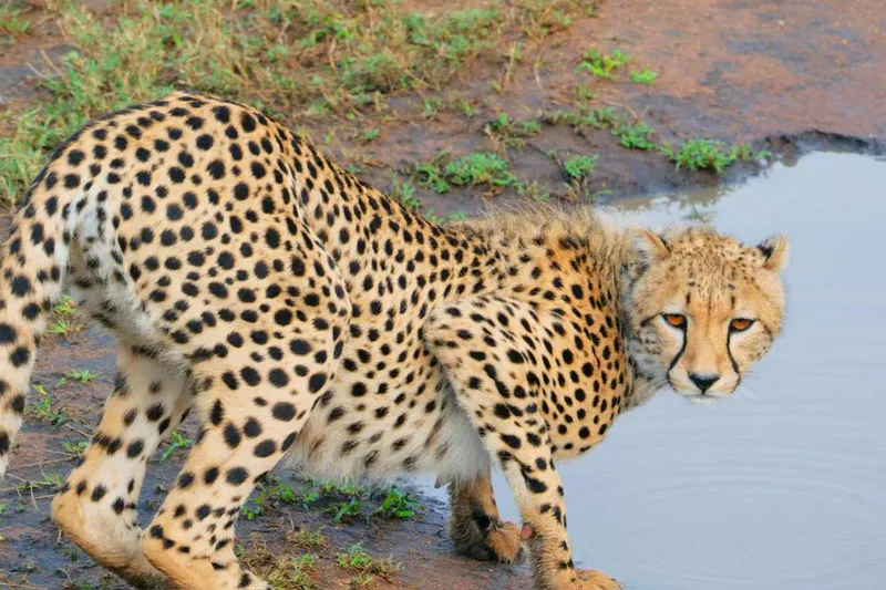 8-tägige „Great Migration“-Safari – Ein Erlebnis vom Himmel bis zur Savanne (Juni bis Oktober)