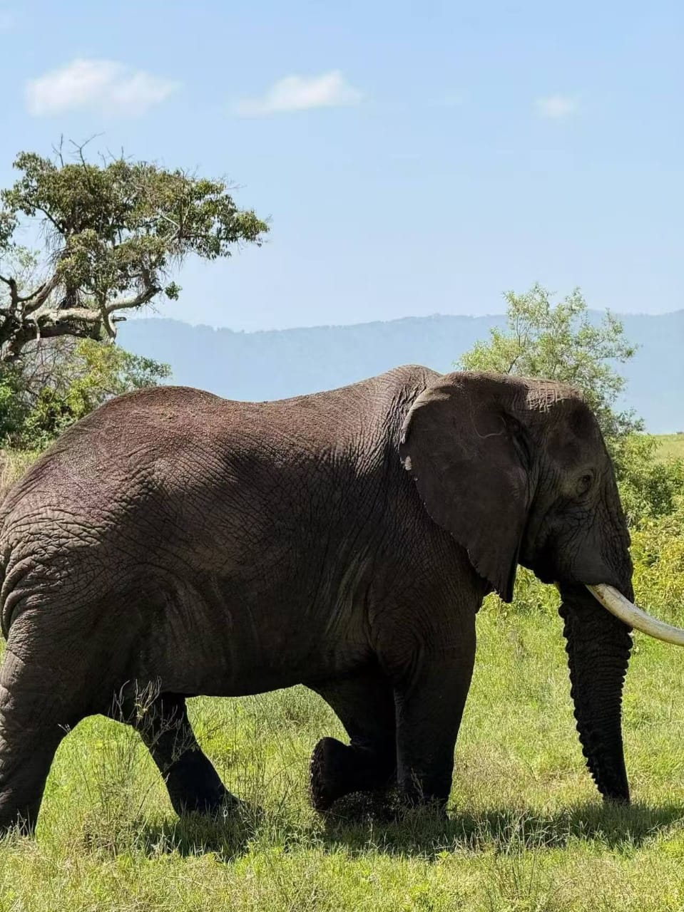 7-Day Southern Serengeti Great Migration & Calving Safari