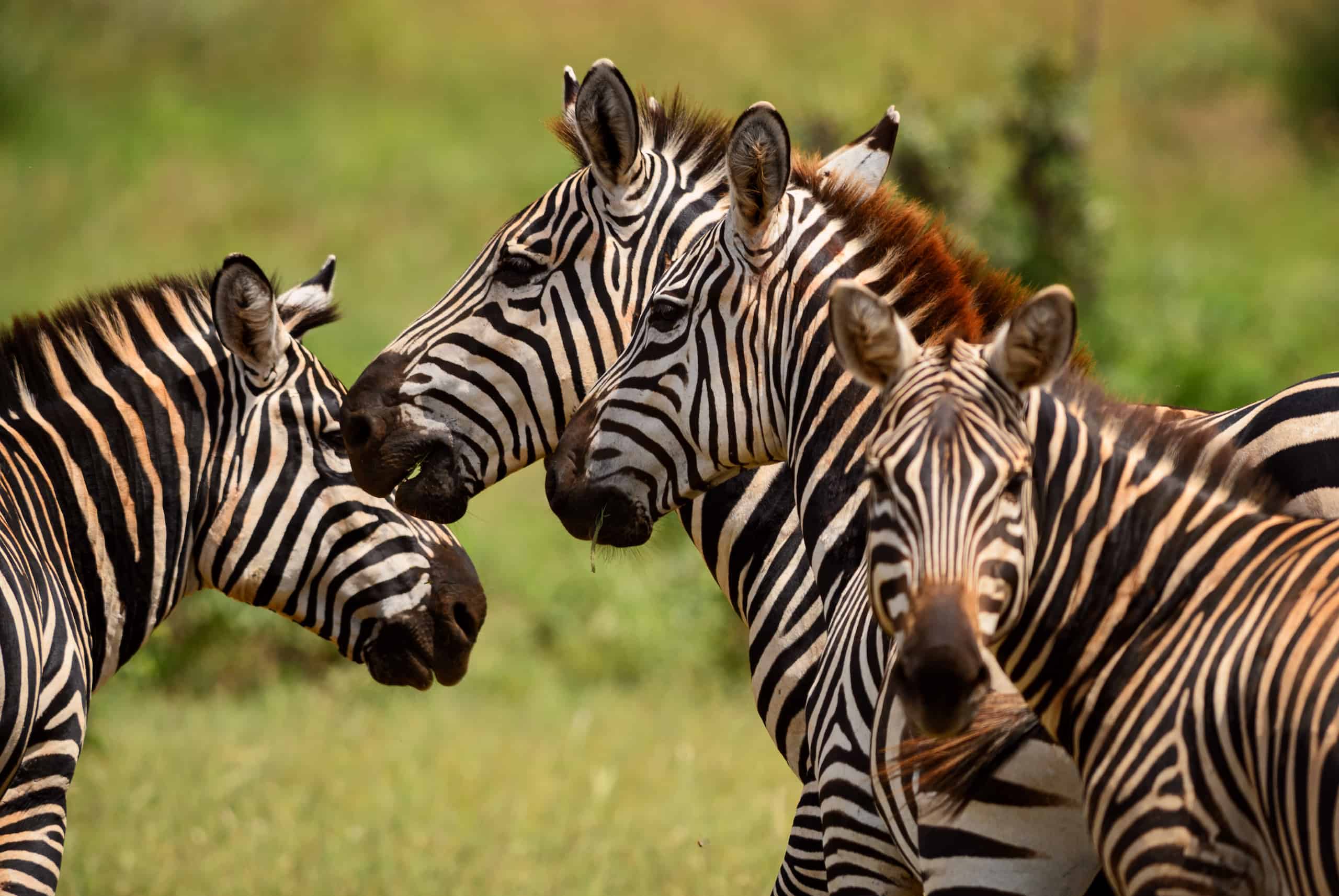 5 Days Safari Adventure (Tsavo East & West)