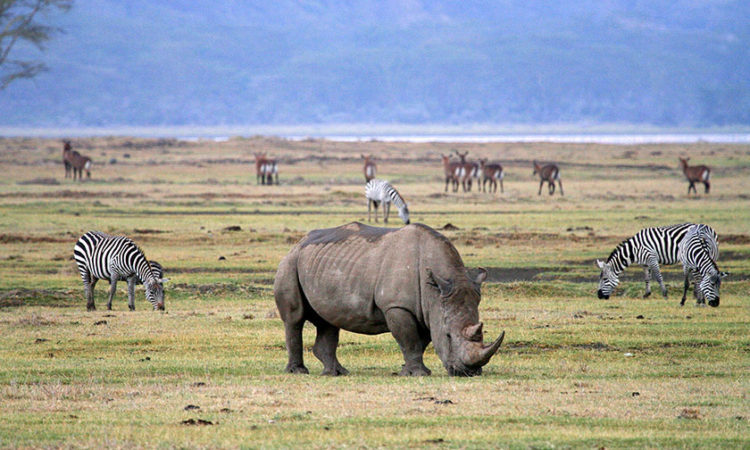5-Day Calving Season Ndutu(Dec to April) Tour