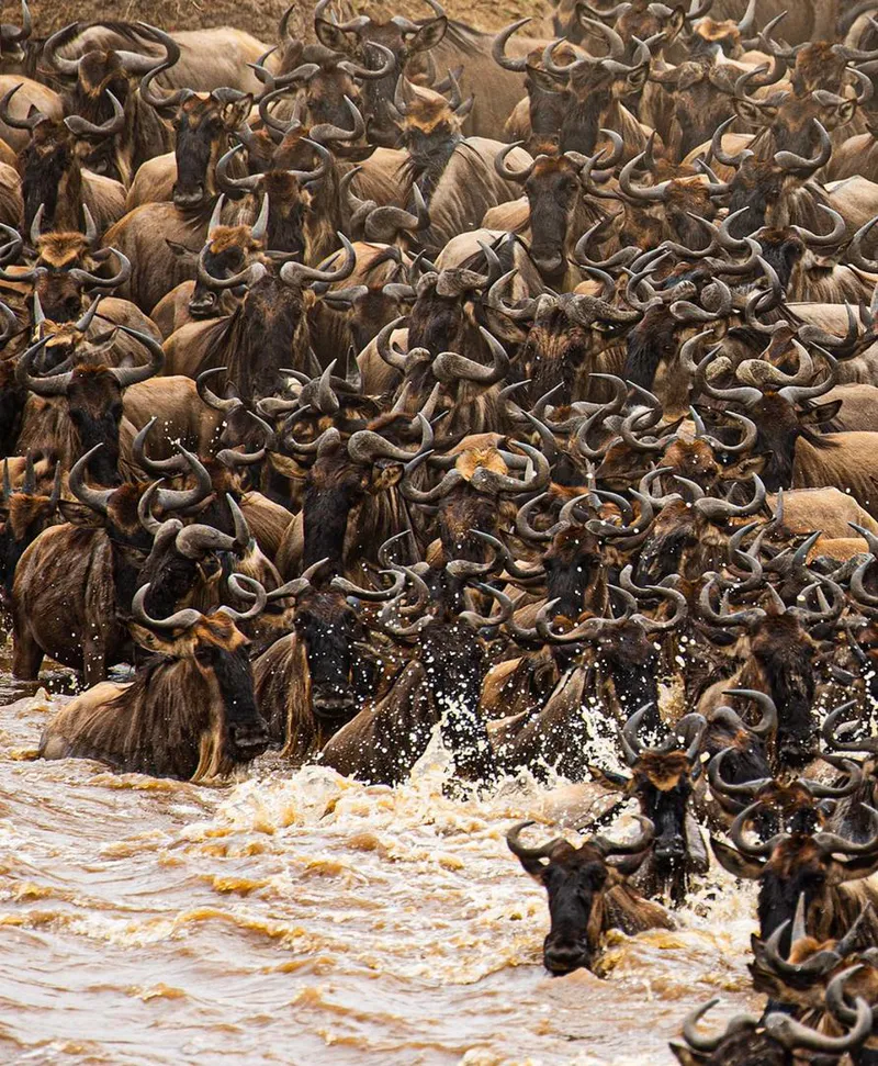 6-tägige Camping-Safari zur Tierwanderung inklusive Überquerung des Mara-Flusses (Juni bis Oktober)