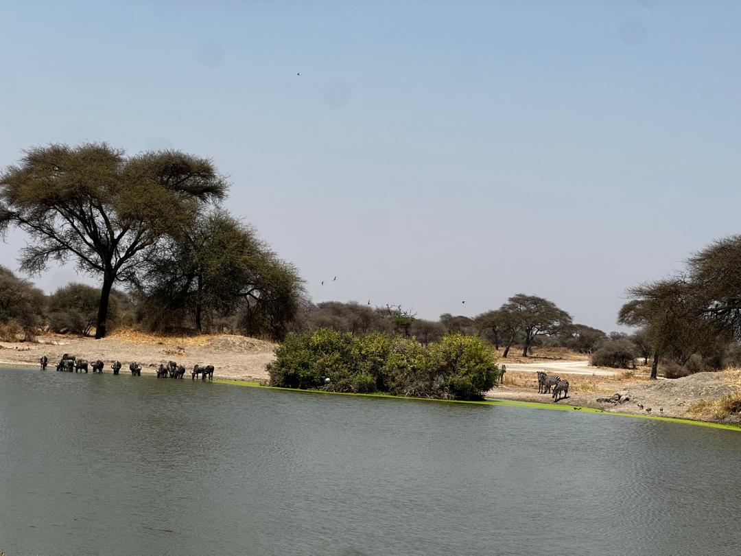 3 Days safari; Explore Ngorongoro crater and Tarangire National park