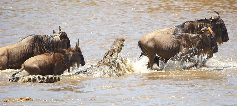 5-Day Luxury Great Migration Safari: Fly-In to Northern Serengeti & Ngorongoro Crater