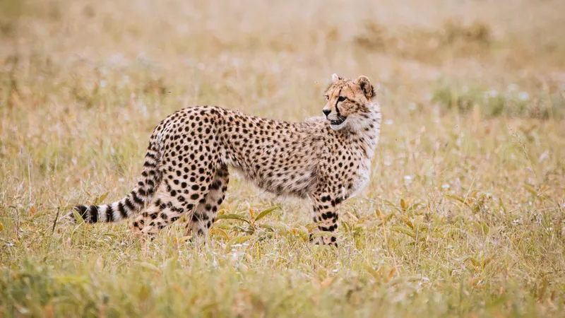 10 Day - Cheetahs Tanzania Safari - Midrange