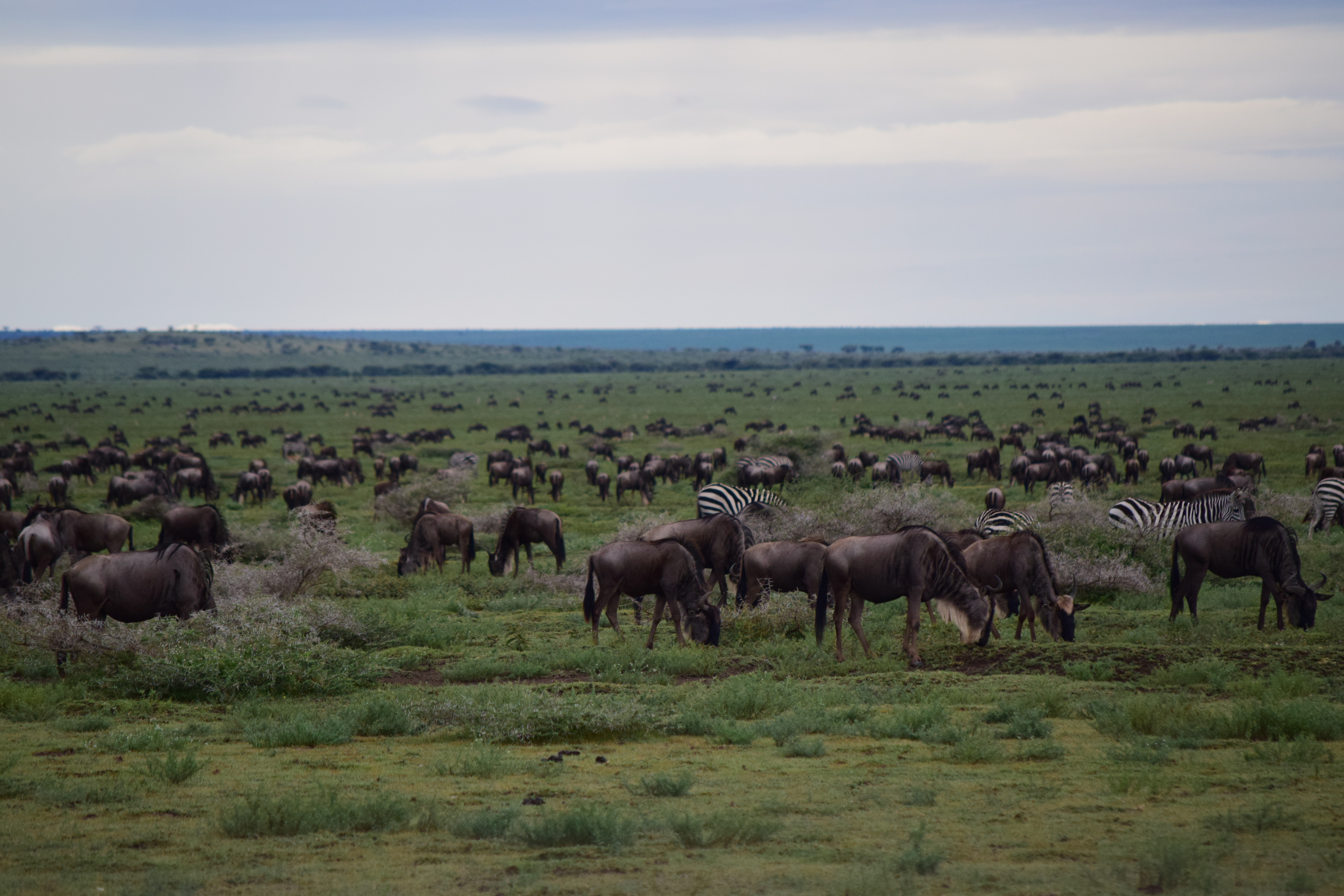 5-Day Classic Fly-In Great Migration Safari: Northern Serengeti & Ngorongoro Crater