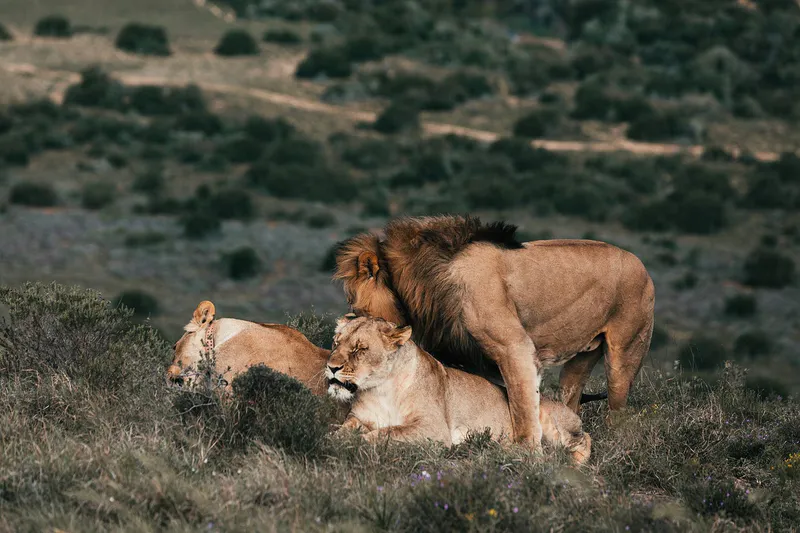 5-Day Mid range Tanzania Safari