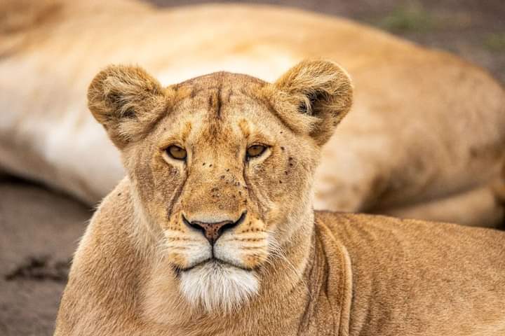 A 5-Day Expedition through Maasai Mara, Lake Nakuru & Naivasha: "Wilderness Odyssey"
