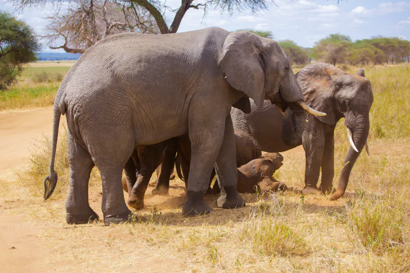 4-Day Classic Mid-Range Safari from Zanzibar: Tarangire, Serengeti & Ngorongoro Crater