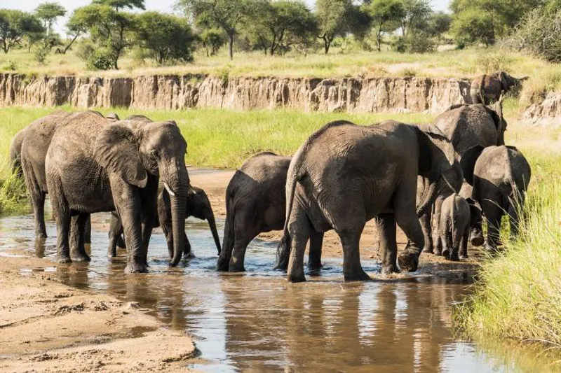 5 Days Wildlife Safari