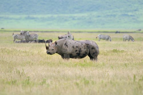 Custom Affordable Safari & Zanzibar Beach Getaway