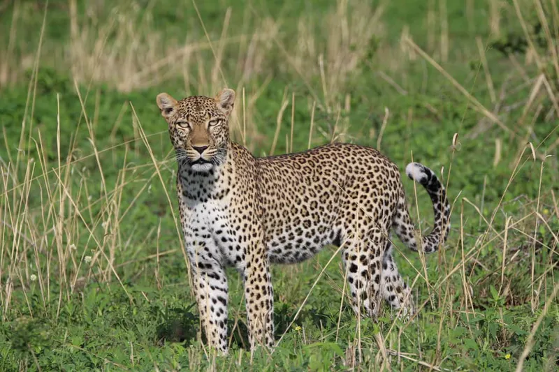 4 Days : Tanzania Fly in Magic Luxury Safari Serengeti