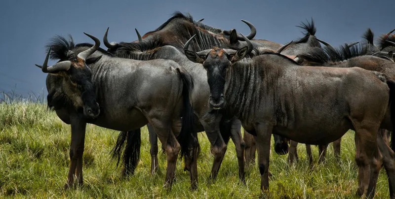7-Day Signature Luxury Tanzania Safari – Tarangire, Serengeti, Mara River, Ngorongoro & Lake Manyara
