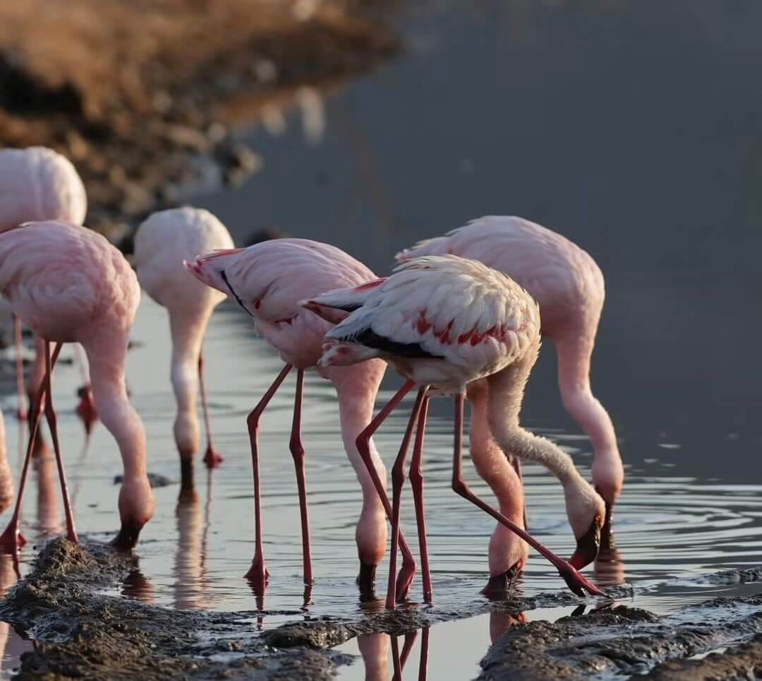 4 Day Masai Mara and Lake Nakuru