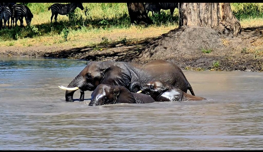 3 Days Tanzania Safari