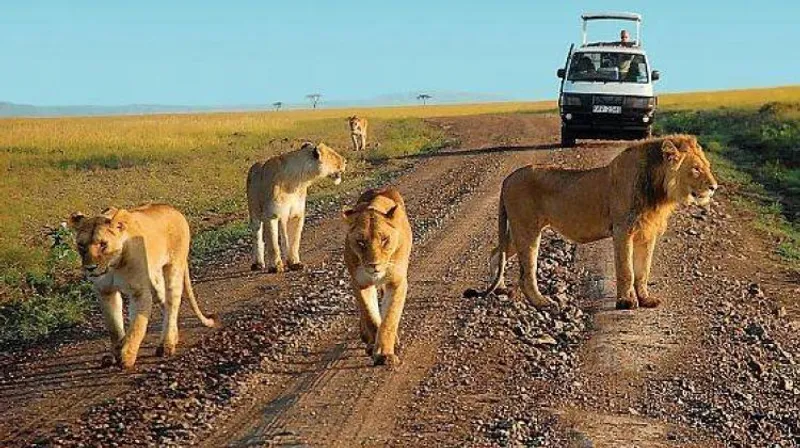 14 Dday -Uganda Safari - Northern Circuit