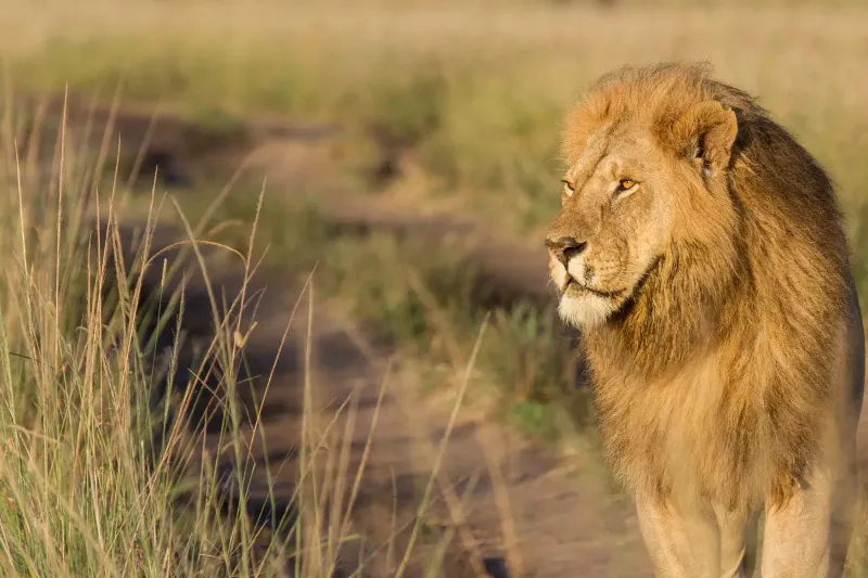 A 5-Day Expedition through Maasai Mara, Lake Nakuru & Naivasha: "Wilderness Odyssey"