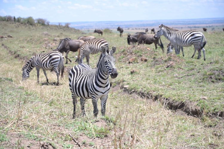 6-Day Kilimanjaro Natives Safari - Native Afrika Voyages - Safarigo