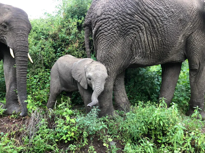 4 Days Serengeti National Park, Ngorongoro Crater and Lake Manyara