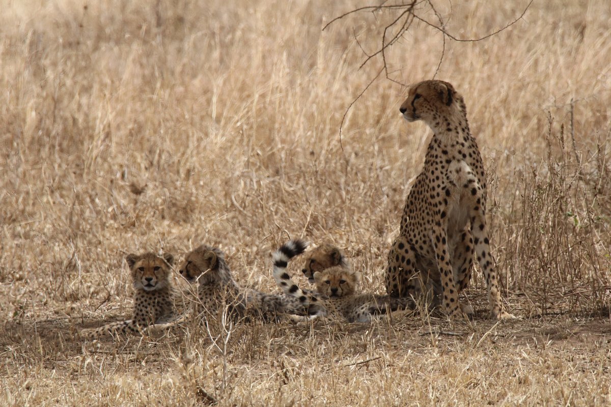 4- Day Tanzania Big 5 Safari
