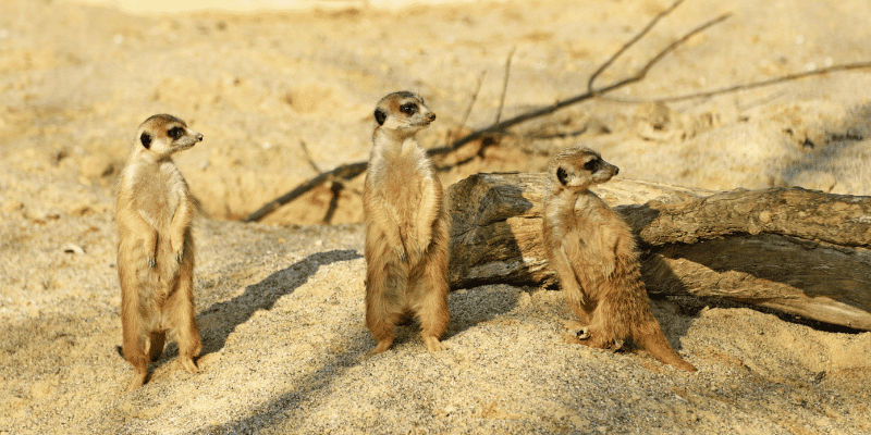1-Day Private Safari to Mikumi NP Flying from Zanzibar