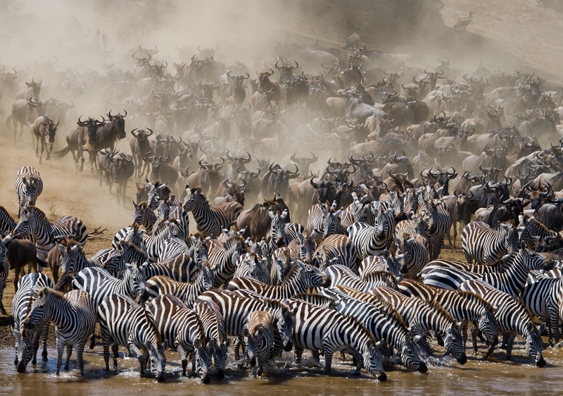 3 Days-2 Nights Flying Package Masai Mara safaris