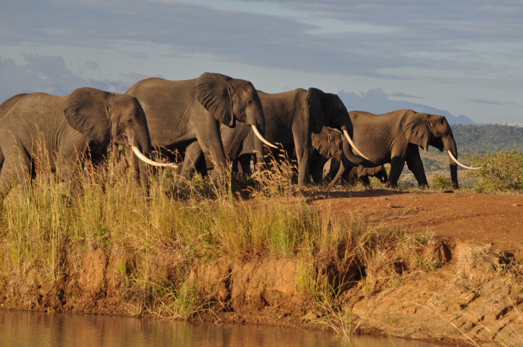 MIKUMI DAY TRIP: 4X4 SAFARI FROM DAR ES SALAAM