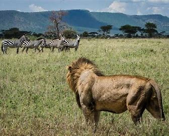 6-DAYS ADVENTURE OF EXPLORING TANZANIAN ICONIC NATIONAL PARKS.