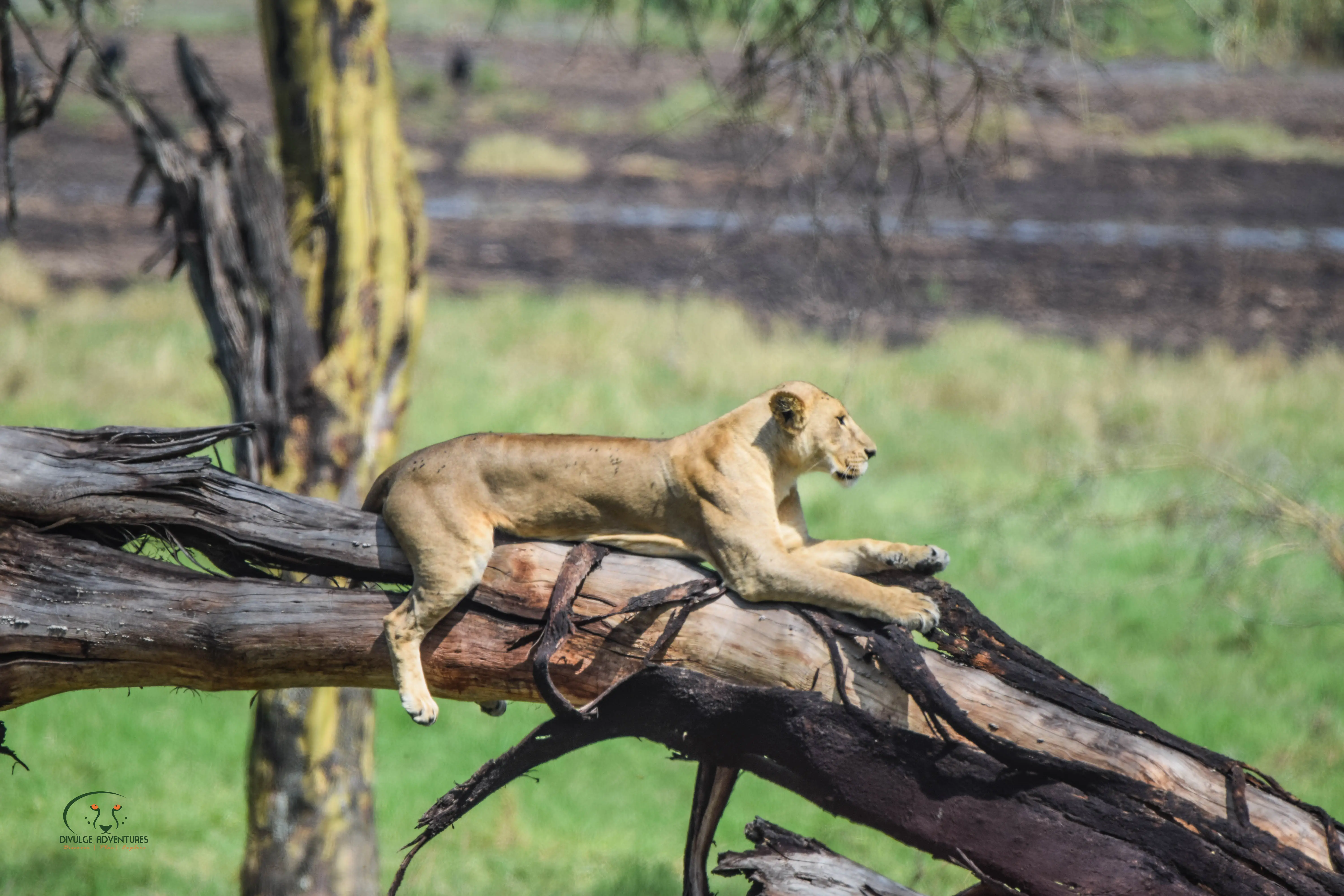 8-Day Amboseli, Naivasha, Nakuru & Masai Mara Sopa Circuit Safari