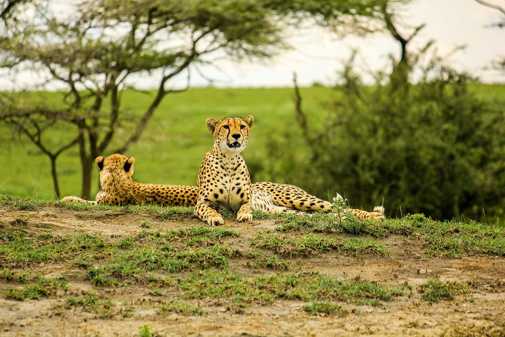 5-Day Tarangire-Serengeti-Ngorongoro-Manyara Budget Tour
