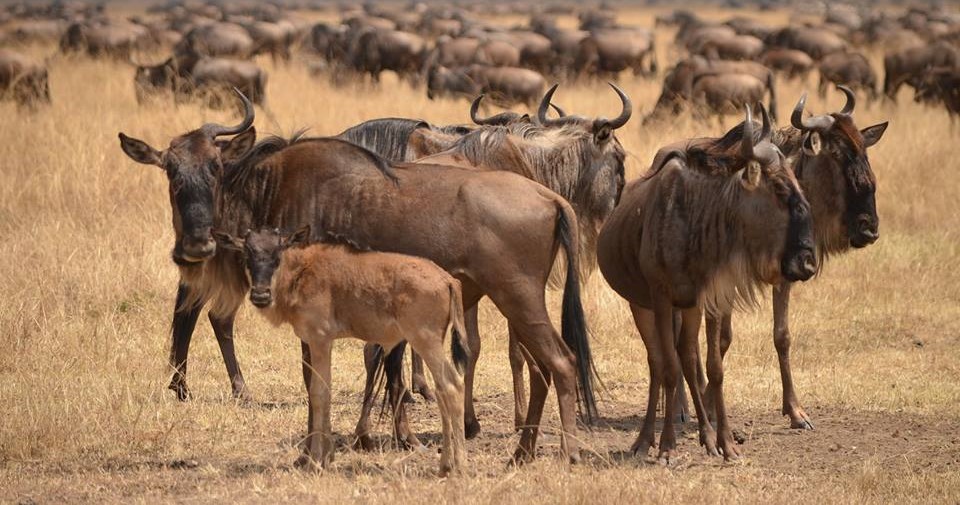 7-Day Signature Luxury Tanzania Safari – Tarangire, Serengeti, Mara River, Ngorongoro & Lake Manyara