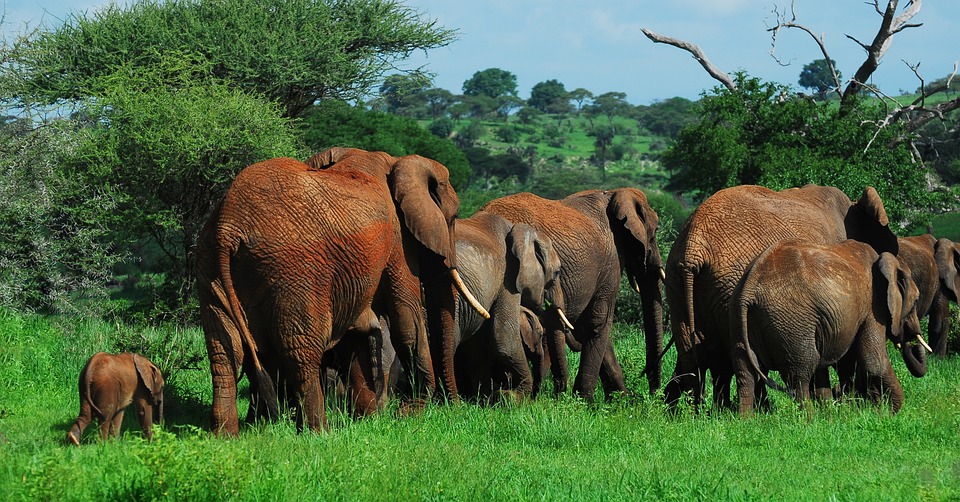 4-Day Experience the Ultimate Group Tour, Balloon Safari