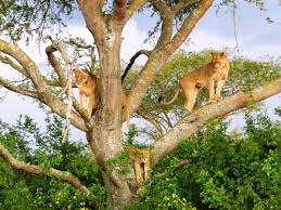5-Days Uganda Gorilla, chimp & Wildlife safari