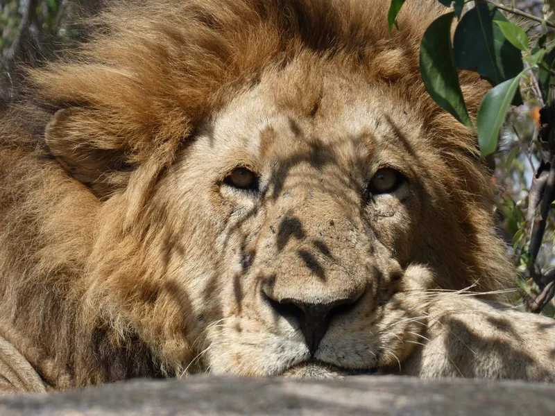 7-Days Masai Mara-Lake Nakuru-Hell's Gate-Amboseli Budget Safari