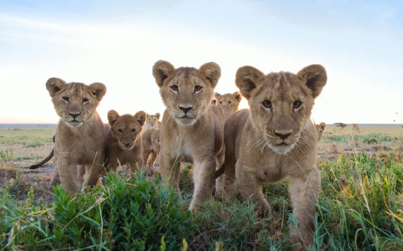 5 DAYS SAFARI TANZANIA
