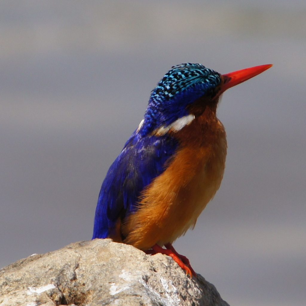 Ethiopia Rift Valley Lakes | 5 Day Wildlife Nature Escape