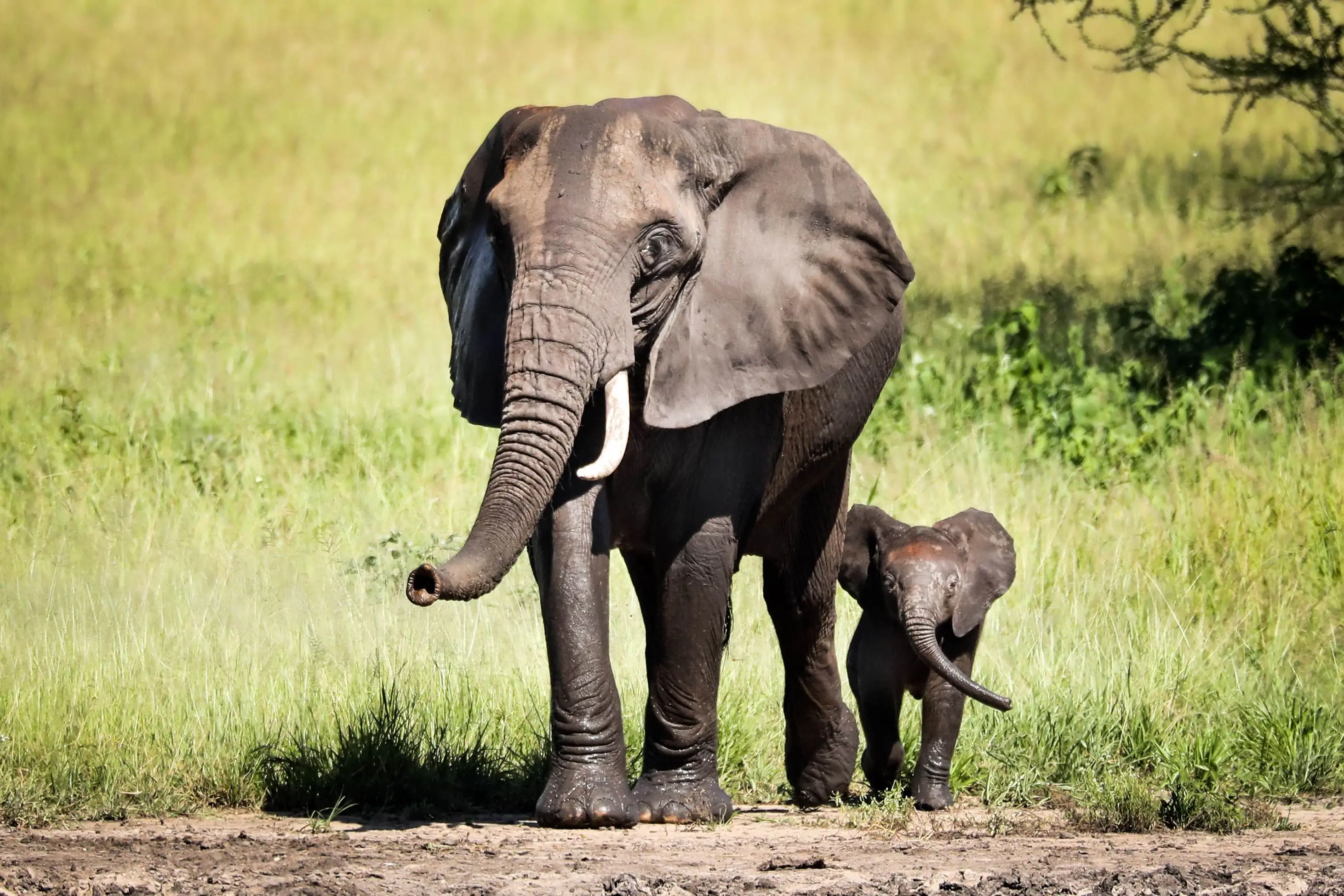 7 Days Big Five Migration Safari Tanzania Wildlife Adventure
