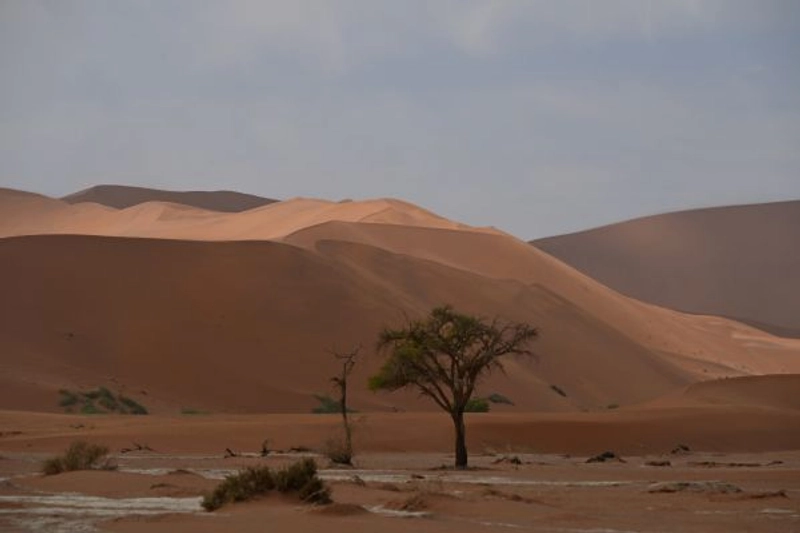 6-Day Namibia - Wildlife, Dunes and Sea