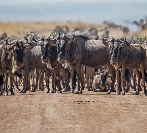 5-DAY WILDEBEEST MIGRATION CALVING IN NDUTU DEC TO APRIL